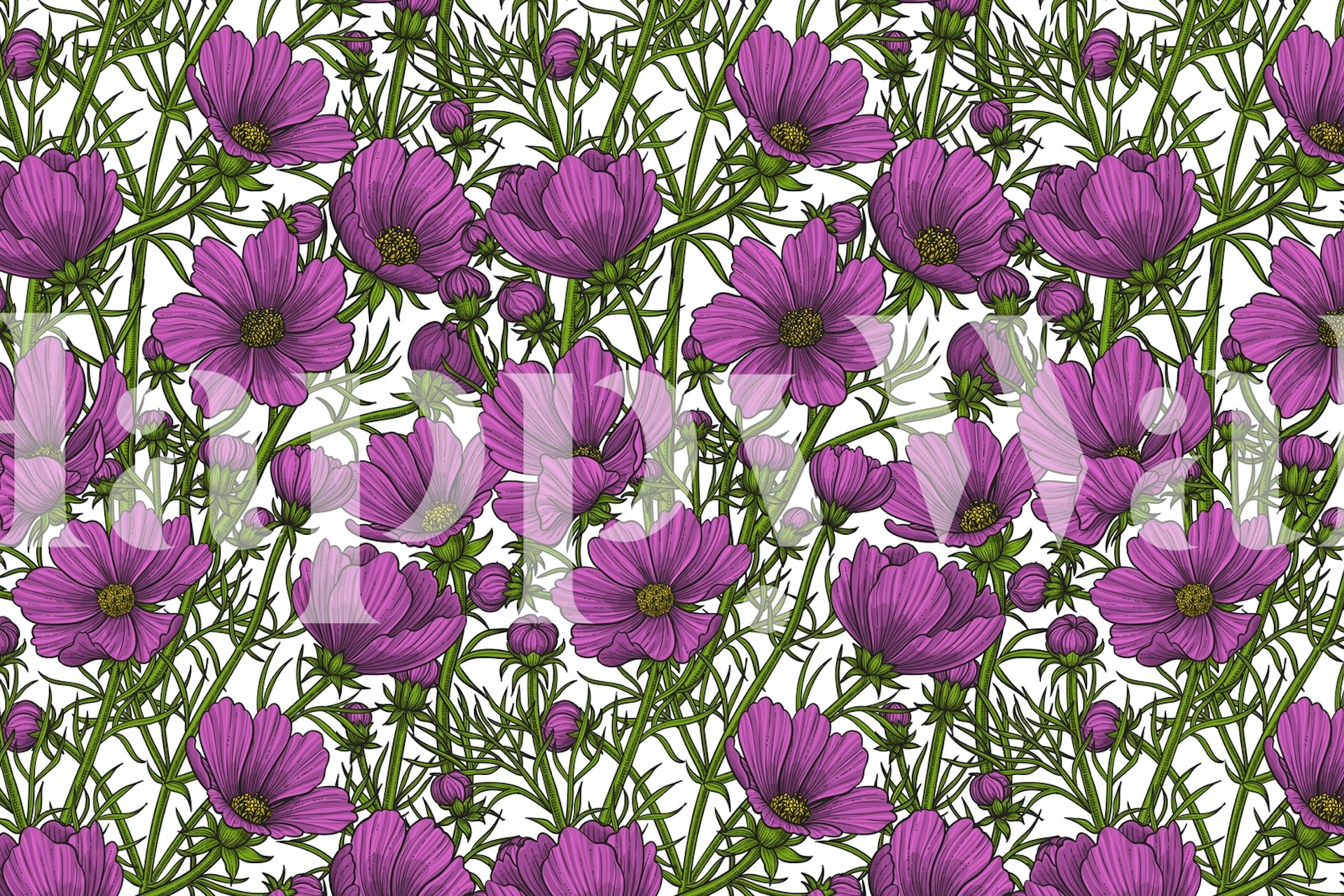 Violet cosmos blommor i ett rum
