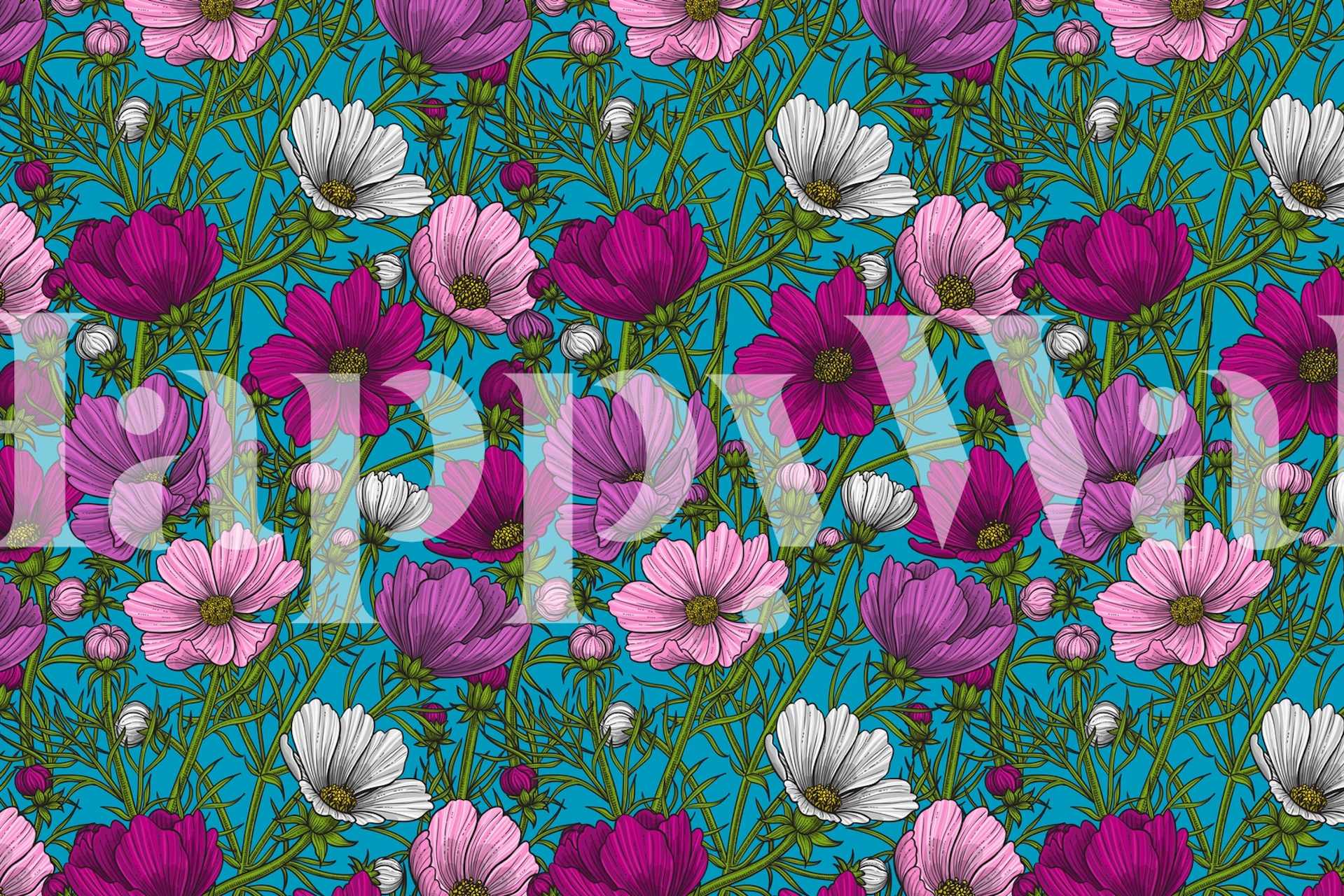 Colorful cosmos flowers in shades of pink and white on bright blue wallpaper