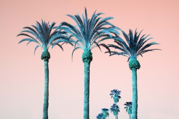 Summer Palm Trees Dream 1