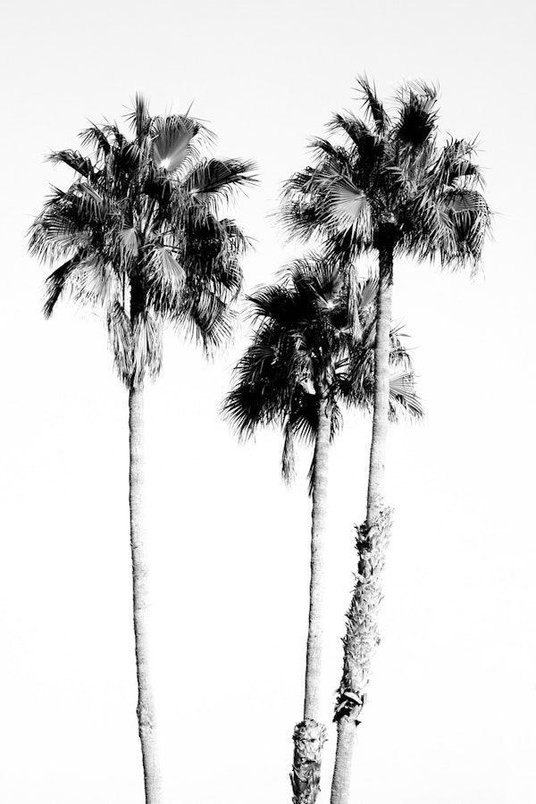 Palm Trees Black White Vibes 5