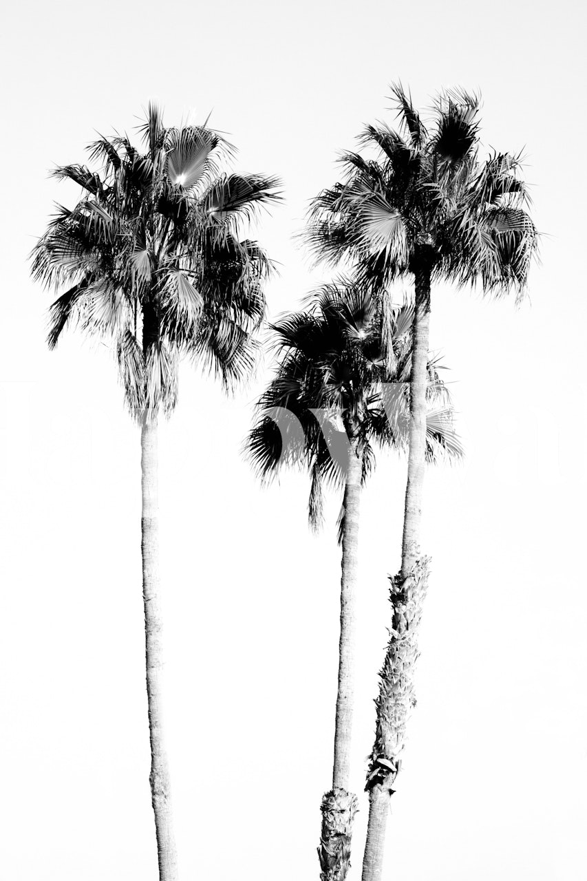 Design de papel de parede monocromático palm trees