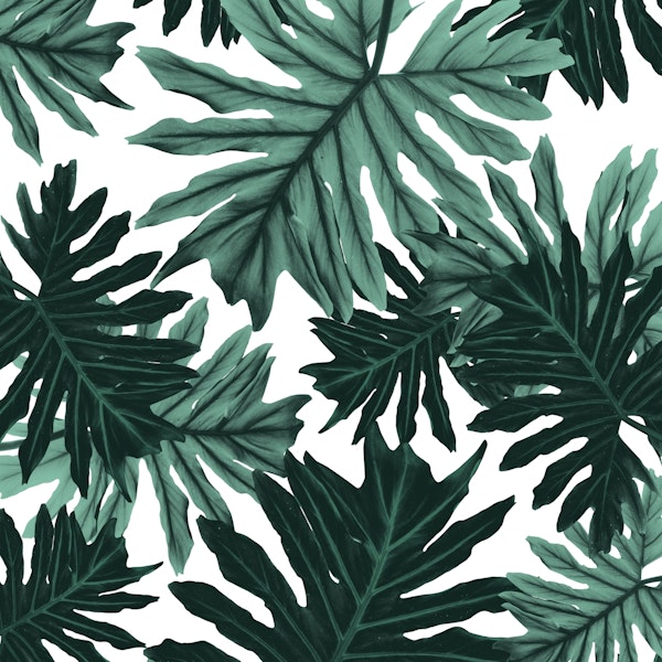 Philo Hope Tropical Jungle 6