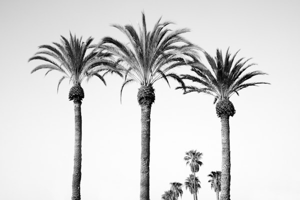 Palm Trees Black White Vibes 6