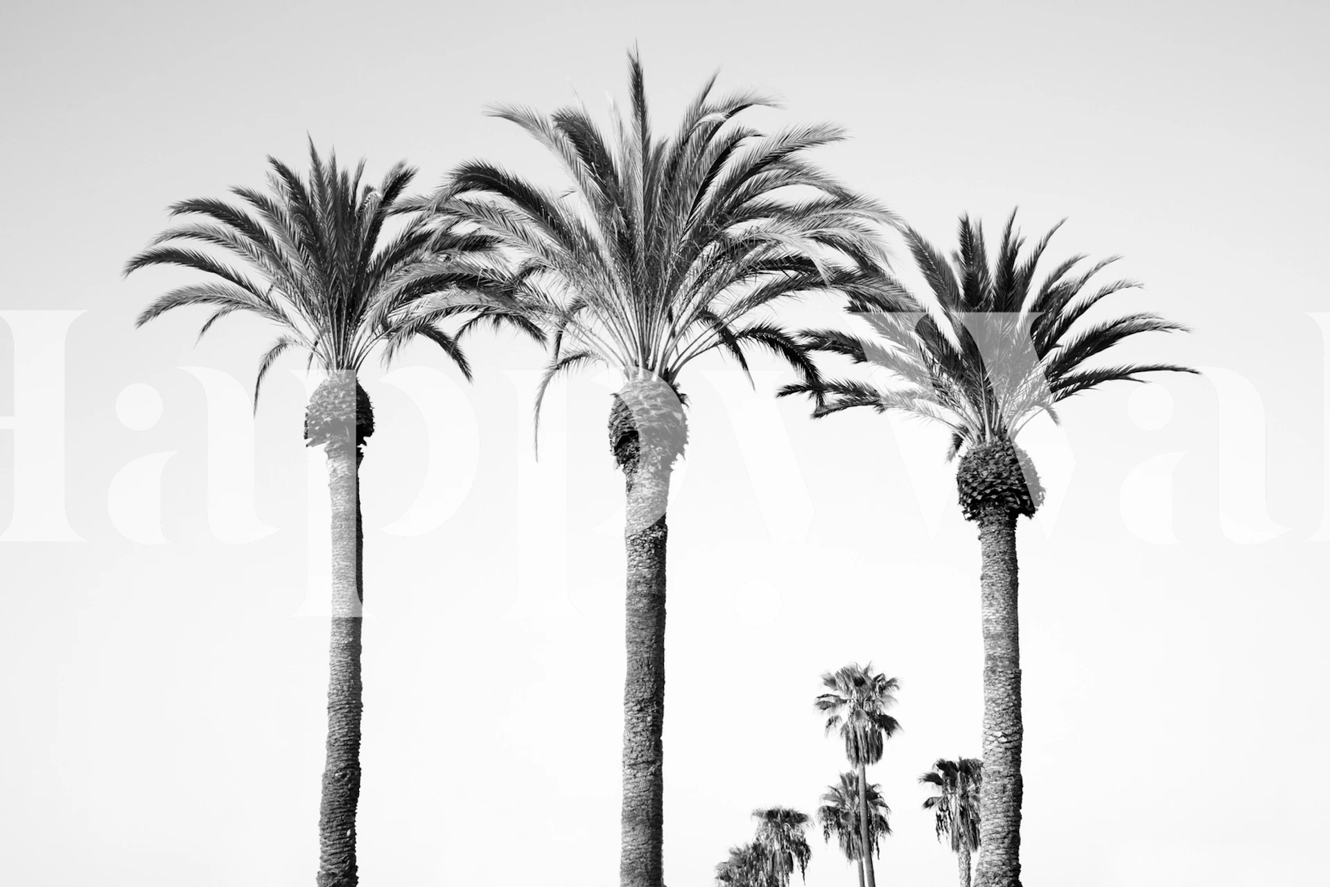 Palm trees black and white wallpaper in a room