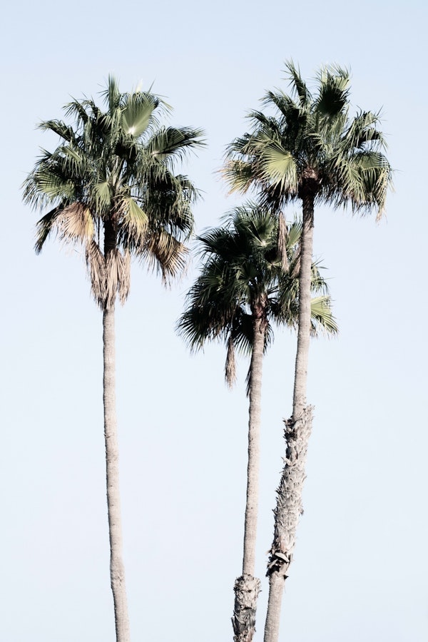 Palm Trees Dream 5
