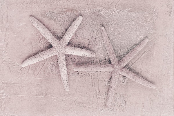 Starfish Pink