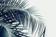 Palm Leaves Green Blue Vibes 3