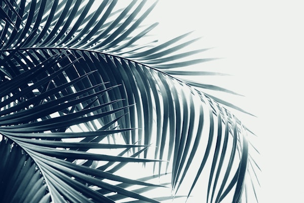 Palm Leaves Green Blue Vibes 3