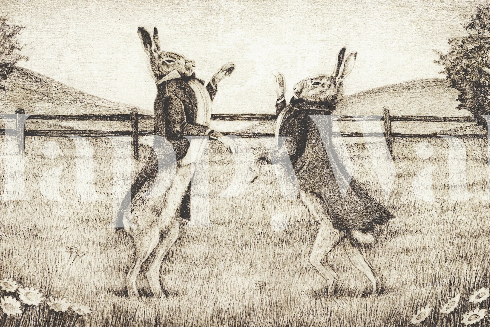 Illustration of two dressed rabbits fighting in a field wallpaper