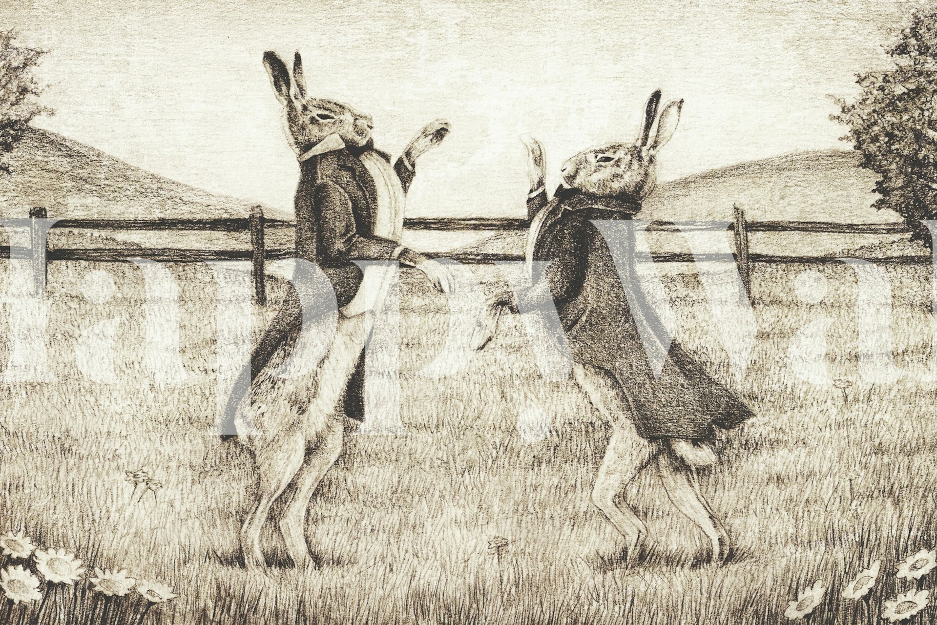 Illustration of two dressed rabbits fighting in a field wallpaper