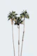 Palm Trees Dream 6