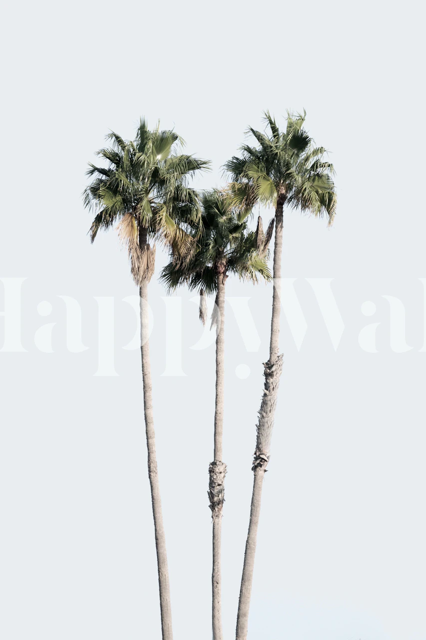 Palm Trees Dream 6 wallpaper in a room