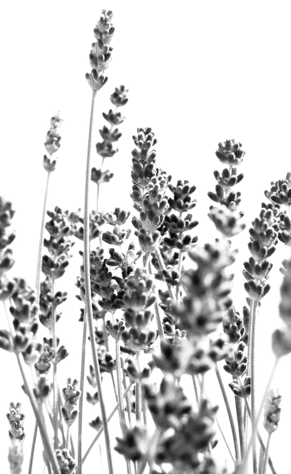 Fresh Lavender in BW 1