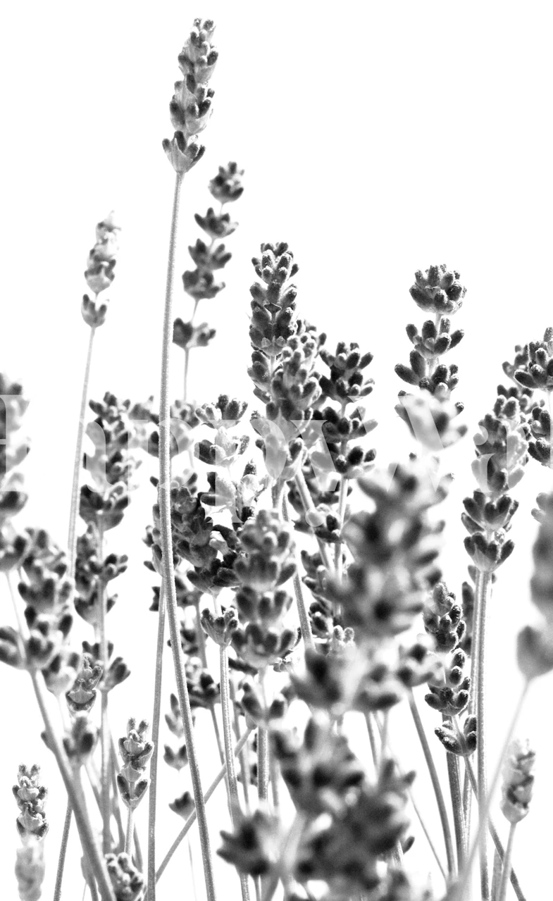 Zwart-witte lavendel behangdesign