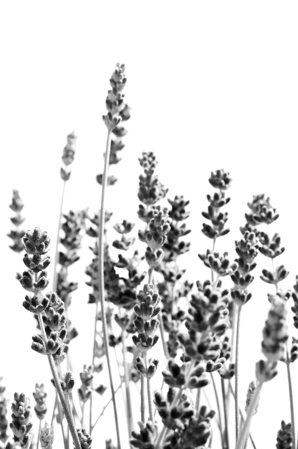 Purple Lavender in BW 1