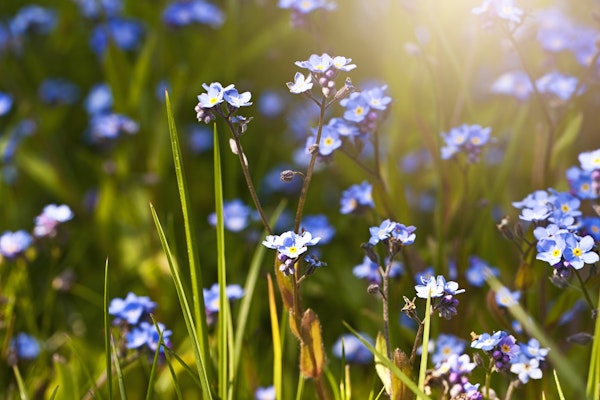Forget Me Not Flowers