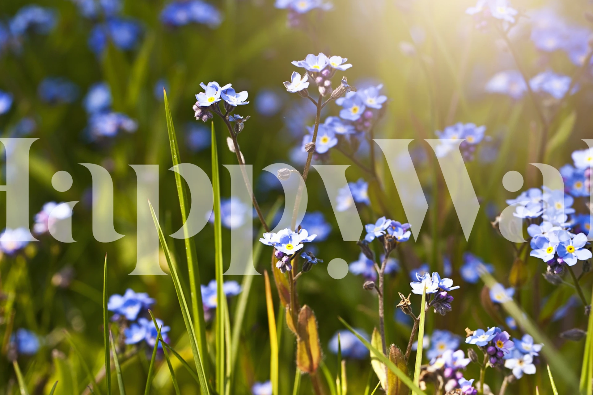 Forget Me Not Flowers tapet i et rom