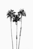 Palm Trees Black White Vibes 7 papiers peint