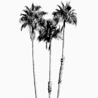 Palm Trees Black White Vibes 7 wallpaper