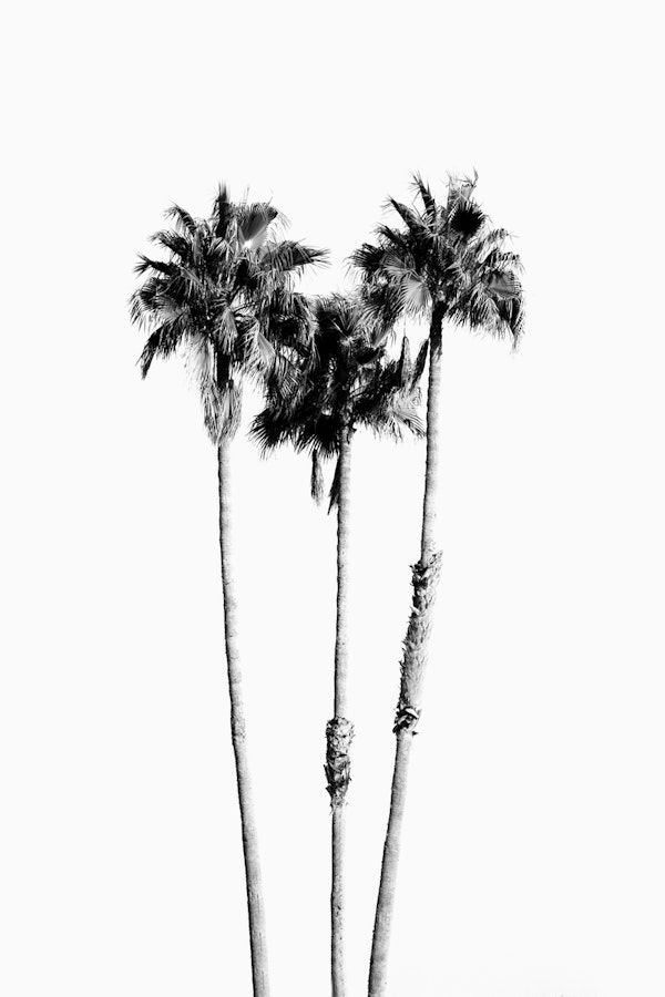 Palm Trees Black White Vibes 7