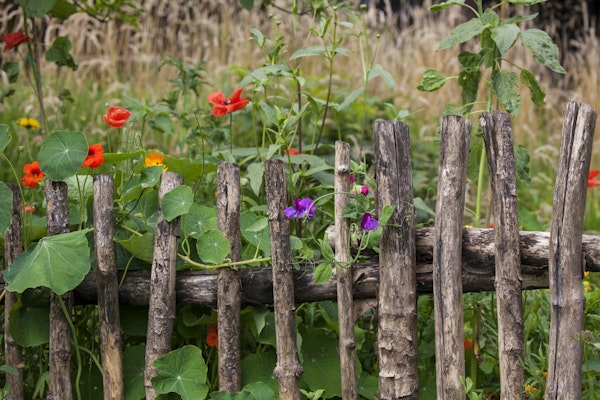 Old Fence And Flowers