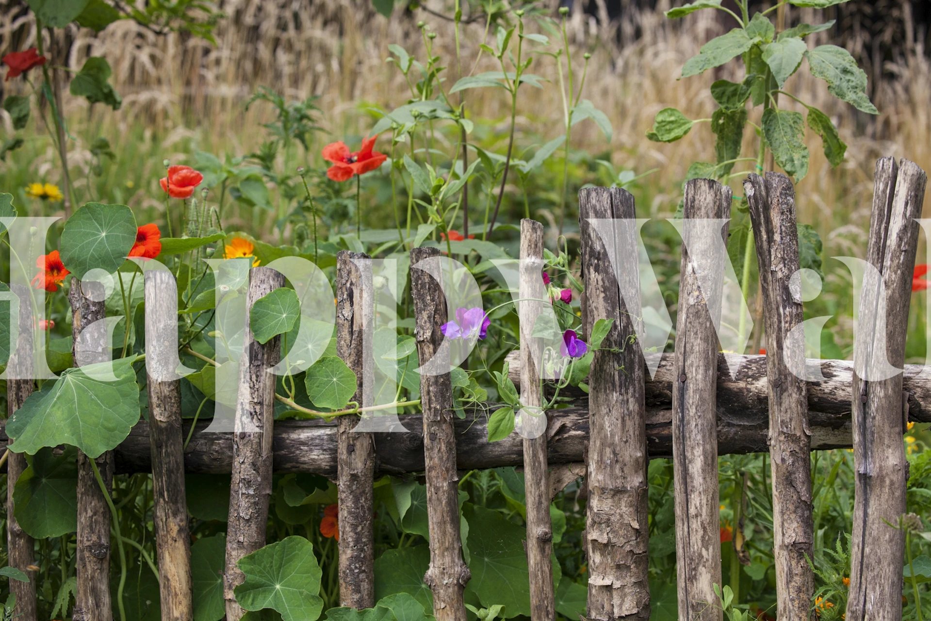 weathered wooden fence with colorful red and purple flowers in a garden