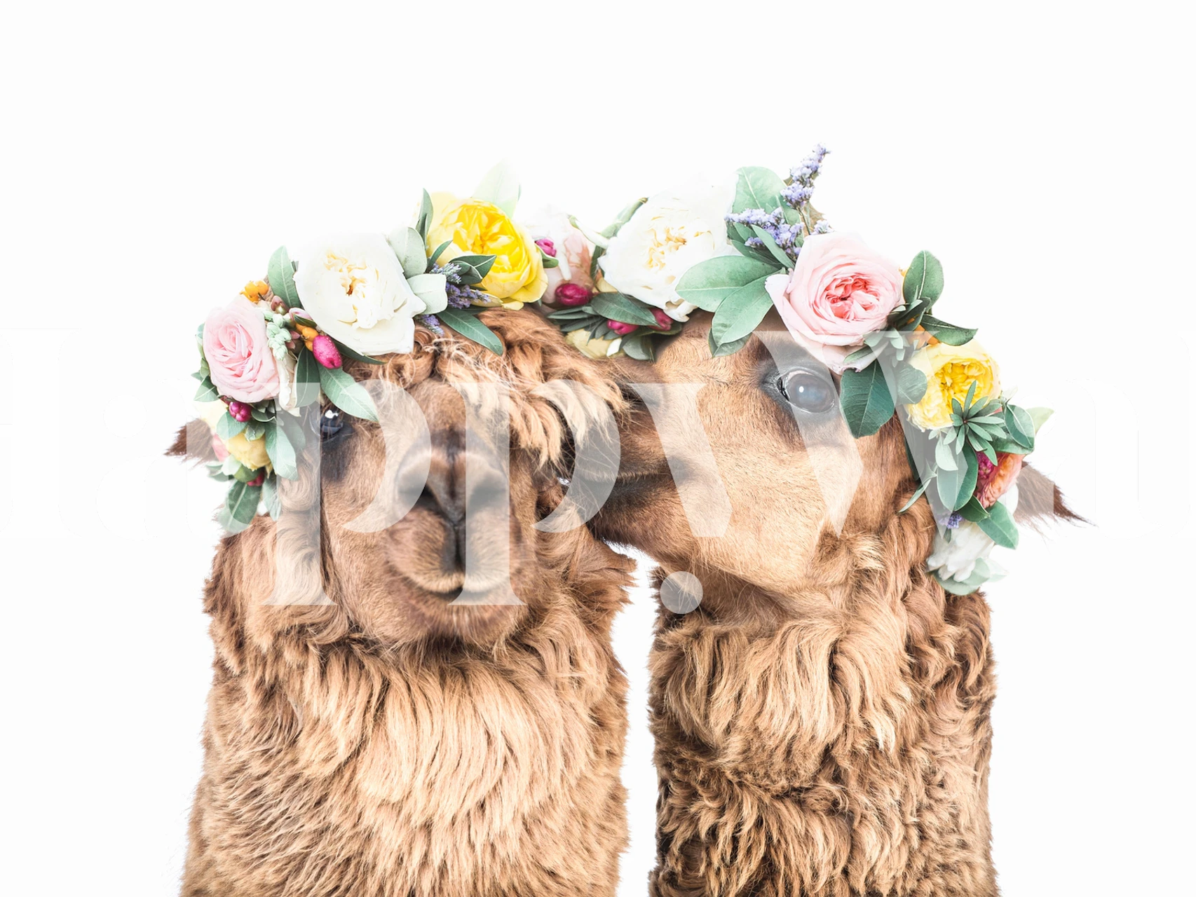 Papier peint Boho Llamas dans une pièce