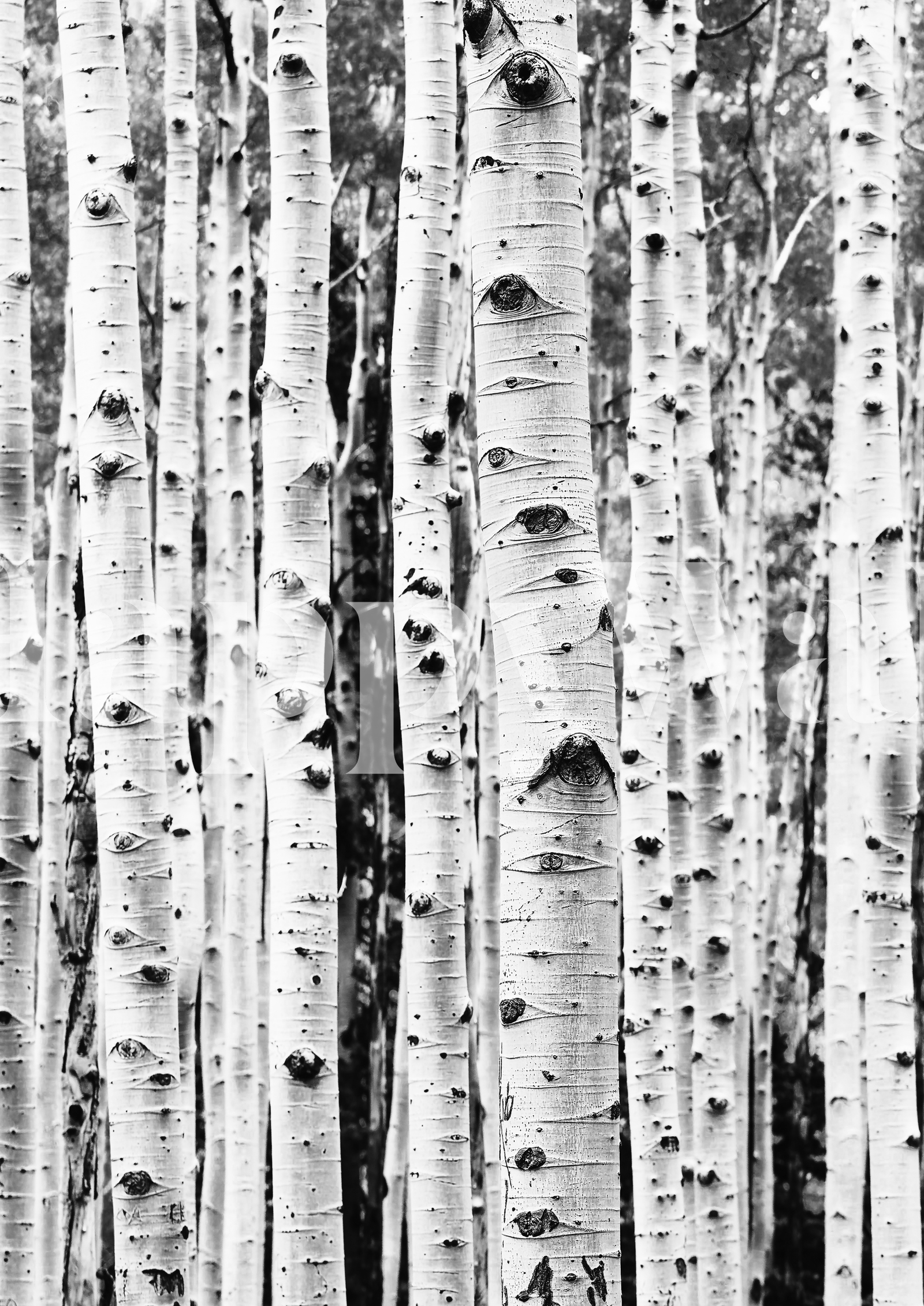 Birch Trees BW Wallpaper Buy Online Happywall