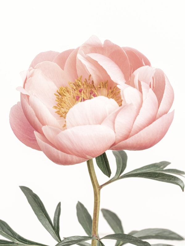 Coral Peony