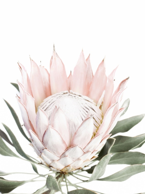 Blush Pink Protea