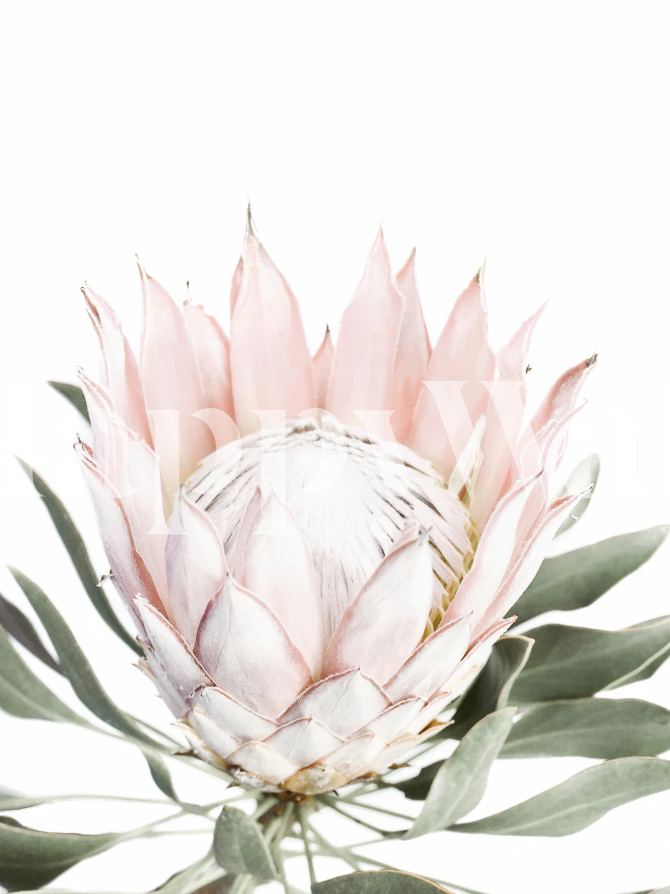 Blush Pink Protea flower wall mural with a minimalistic white background