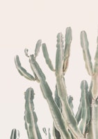 Sunset Cactus tapete