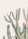 Sunset Cactus