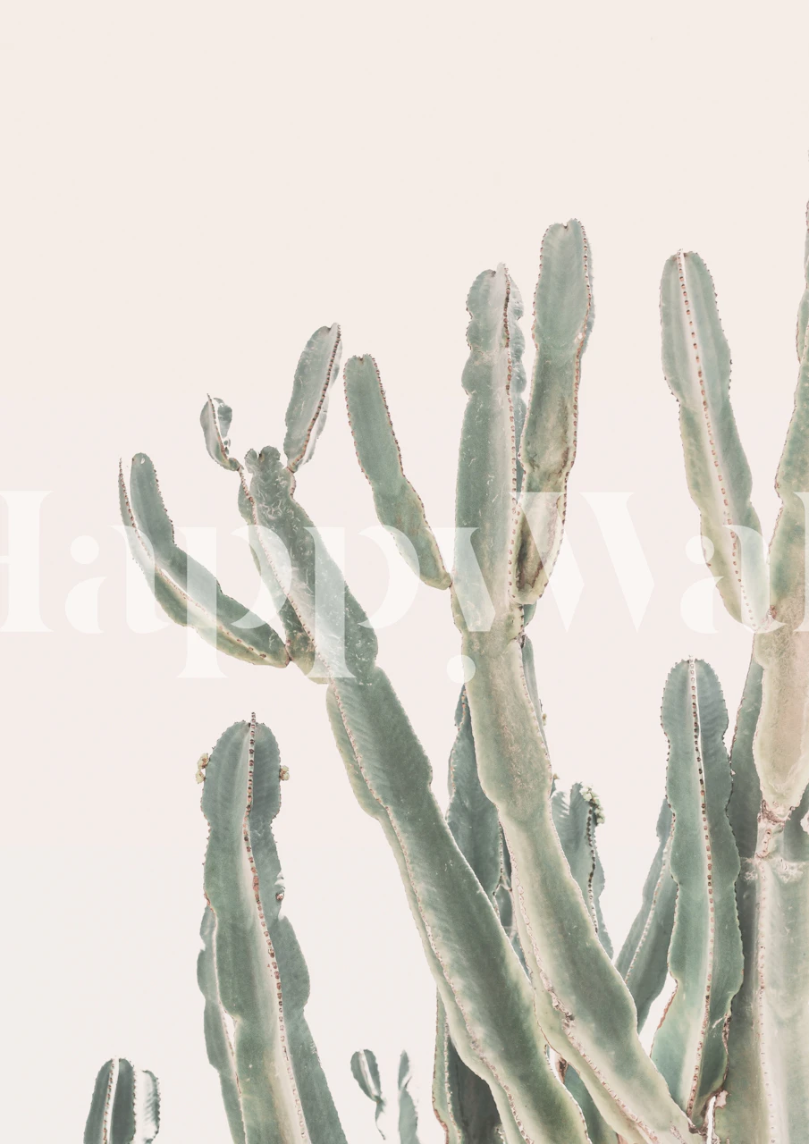 Green cactus plants on soft background wallpaper