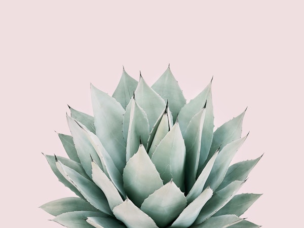 Agave on pink