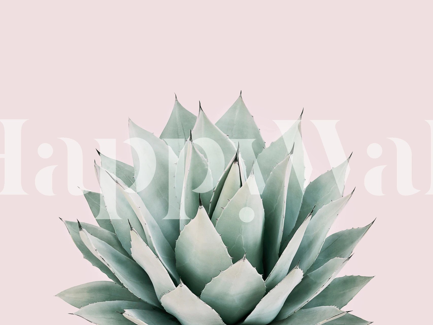 Agave plant with light green leaves against pink background wallpaper