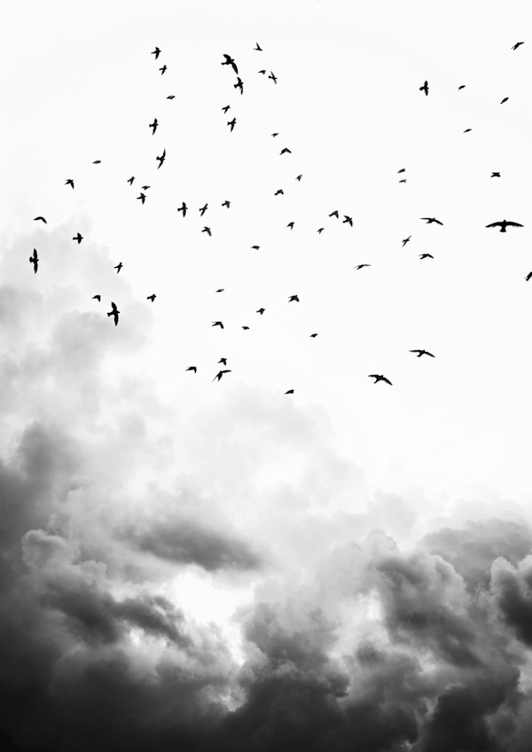 Birds in the clouds