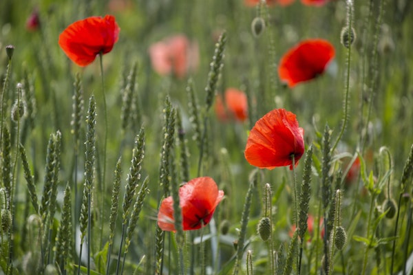 Poppy Flower Field