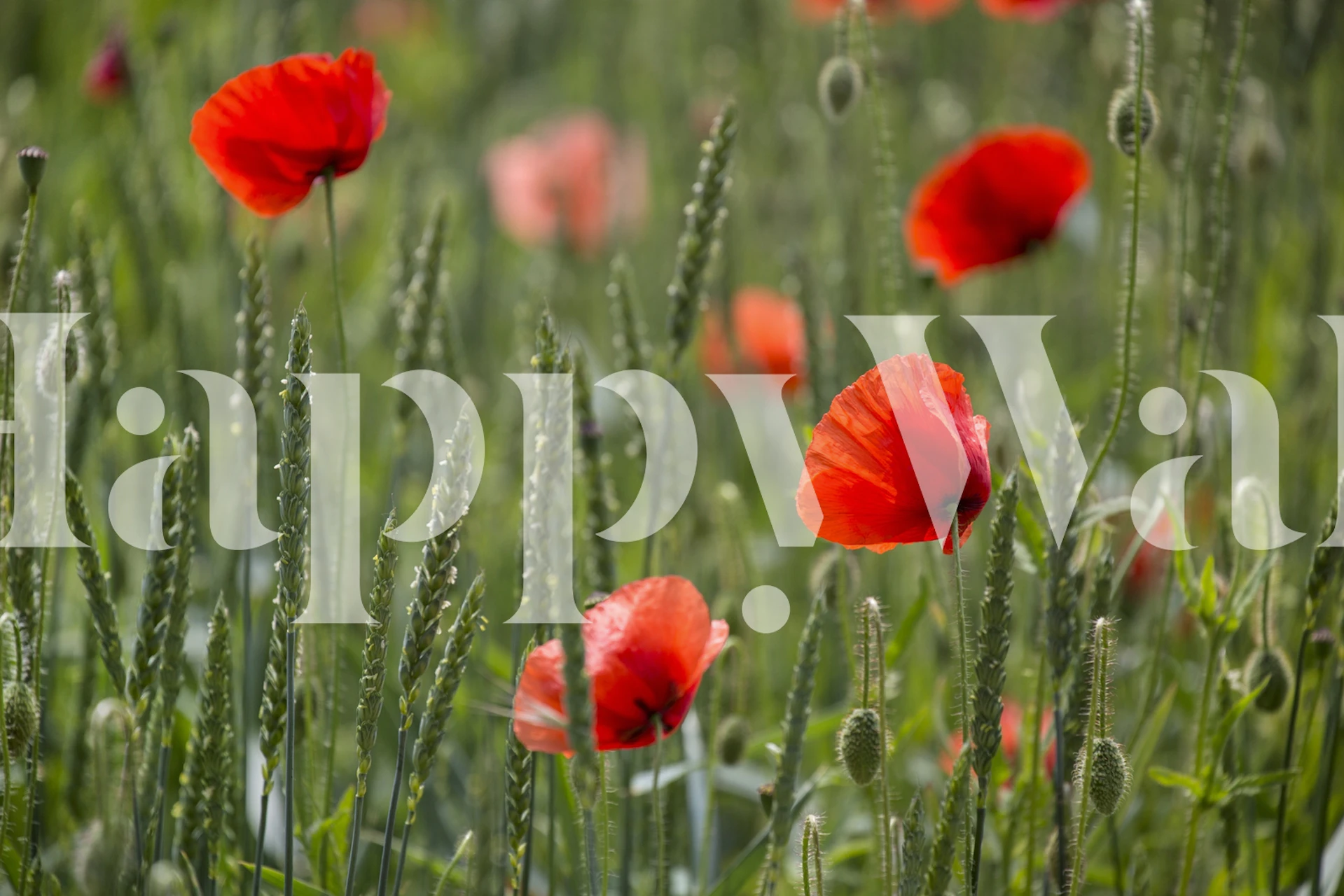 Poppy Flower Field tapetti huoneessa