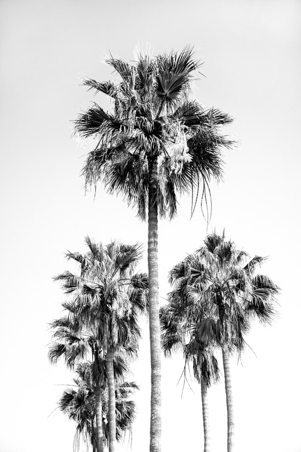 Palm Trees Black White Vibes 8