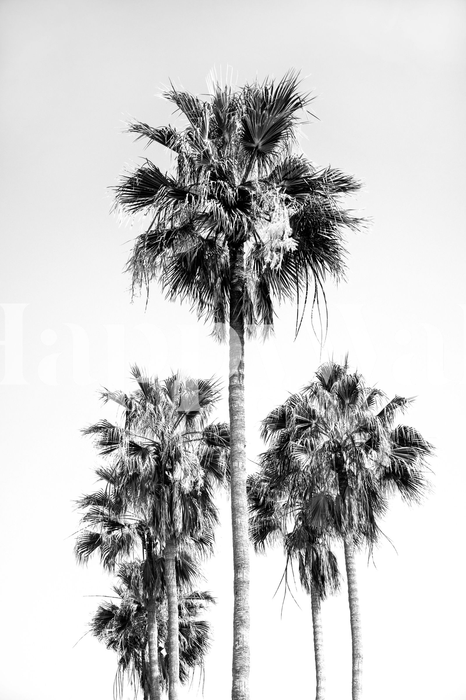 Palm Trees Black White Vibes 8 Wallpaper - Buy Online | Happywall