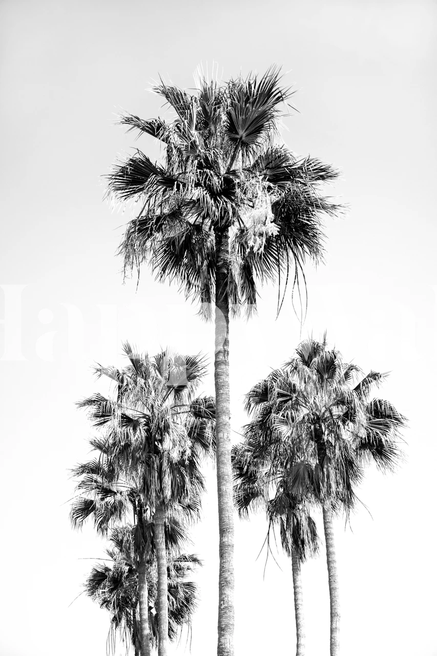 Black and white palm trees wallpaper in a room