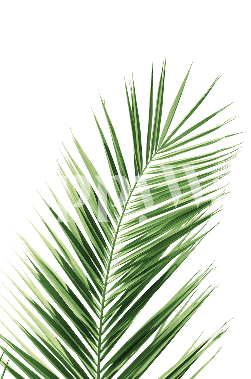 Groen palmblad op een witte muurschildering als achtergrond