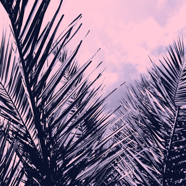 Summer Palms  Cali Vibes 1