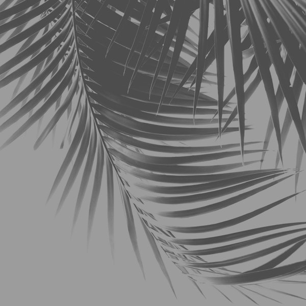 Palm Leaves Gray Vibes 1