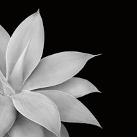 Agave Finesse 2 behang