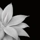Agave Finesse 2