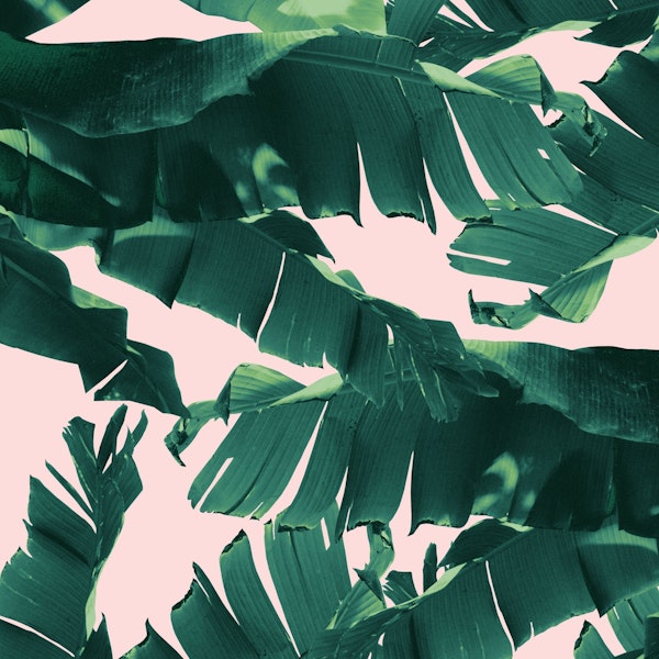 Tropical Banana Leaves 2
