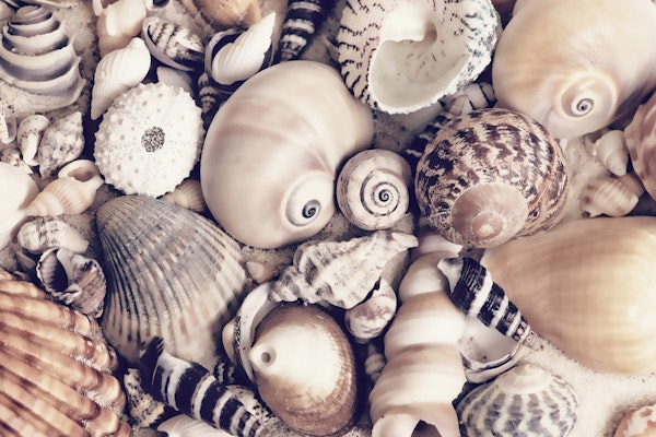 Seashell Collection