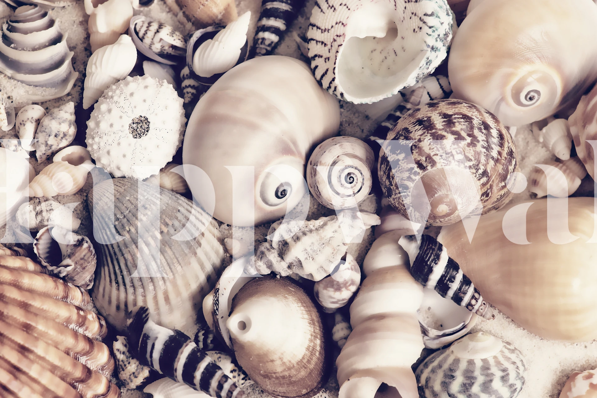 Seashell Collection wall mural with various seashells in neutral tones